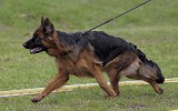 14.06.2014, Zuchtschau in Wladiwostok, 1VV in Welpen Kl-H (LSTH) und &quot;Best Welpe&quot;, Richter FCI - Dusan Trarnikar (Slovenien)