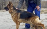 05.04.2015, 17 месяцев