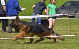 11.05.2015, Вологда, 1ОХ в классе Молодых собак-кобелей, &quot;Лучшая Д/Ш собака выставки до 2-х лет&quot;, Судья РКФ-ФЦИ-ВУСФ - О. Гордеев