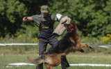 06.08.2016, Тула, 1Отл, Победитель класса робочих собак-кобелей, Судья РКФ-ФЦИ Горюгина И. (Самара)