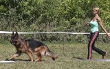 06.08.2016, Тула, 1Отл, Победитель класса робочих собак-кобелей, Судья РКФ-ФЦИ Горюгина И. (Самара)