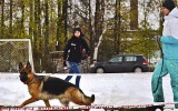 10.10.2015, Спец. выставка в Ижевске, 1-е место в классе Юниоры суки, ЮКЧК, судья  - О. Гордеев (Россия)