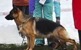 10.10.2015, Спец. выставка в Ижевске, 1-е место в классе Юниоры суки, ЮКЧК, судья  - О. Гордеев (Россия)