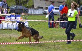 11.05.2015, Вологда, 1ОП в классе Подростков-кобелей, Судья РКФ-ФЦИ-ВУСФ - О. Гордеев