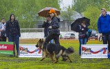 03.05.2017, всероссийская выставка в г. Пермь, Победительница класса Юниоров, Лучший Представитель породы, судья РКФ-ФЦИ Федотова С.