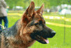 Team Bulle Hof Drako Team Bulle Hof Drako