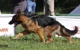 18. Juni 2011, 2. Pl., Baby Klasse, Richter SV- K.-H. Gladbach