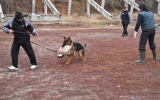 Hundeplatz, 8 Monate