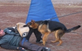 Hundeplatz, 8 Monate